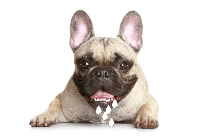 frenchie drooling on white background.
