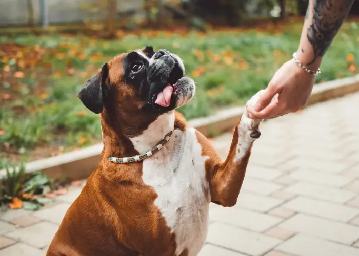 friendly boxer dog pawing
