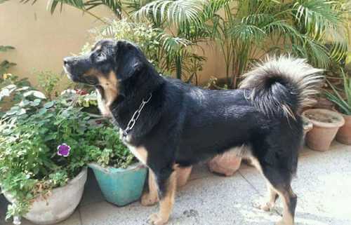 gaddi kutta dog breed in the garden