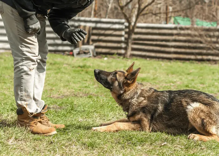  german shepherd being trained by owner