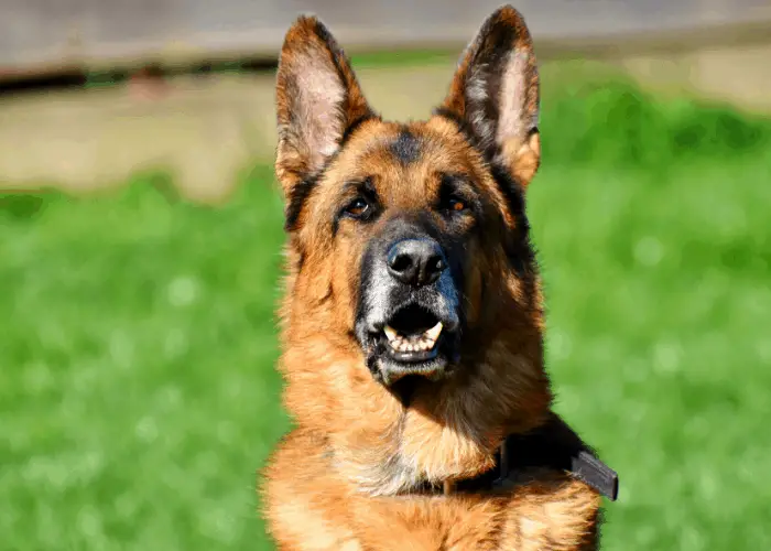 german shepherd close up photo