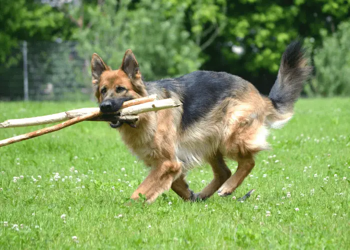 german shepherd fetching sticks