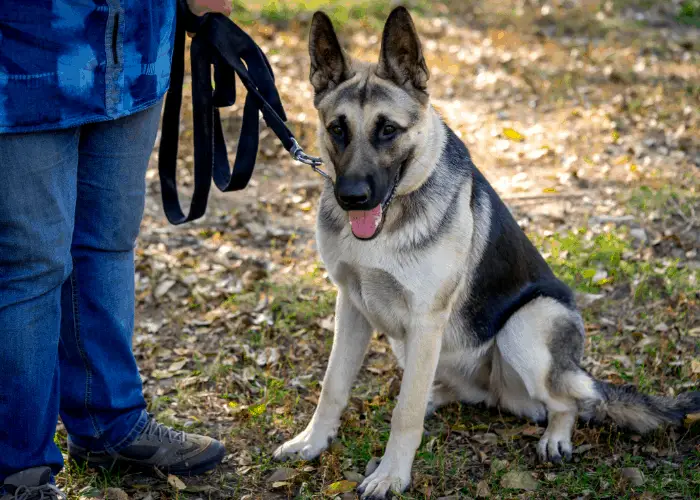 german shepherd on leash and owner