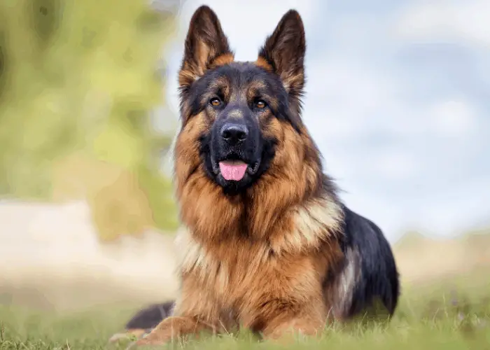 german shepherd on the lawn