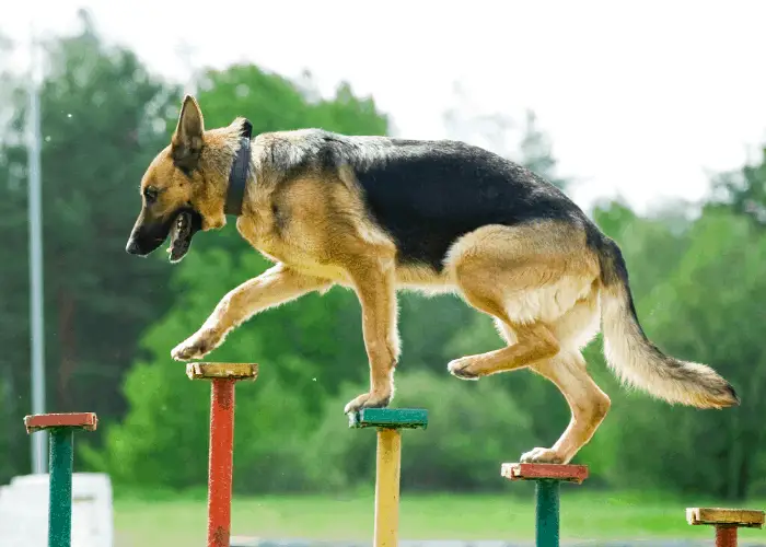 german shepherd training