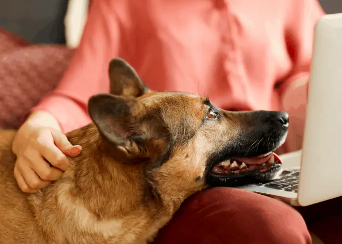  german shepherd with lady owner