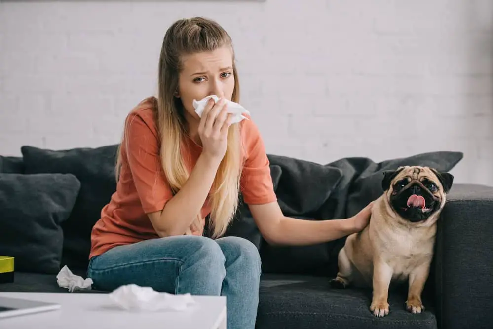 girl getting an allergy from pug shedding