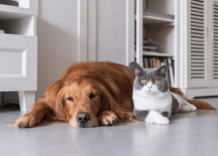 golden retriever WITH A CAT