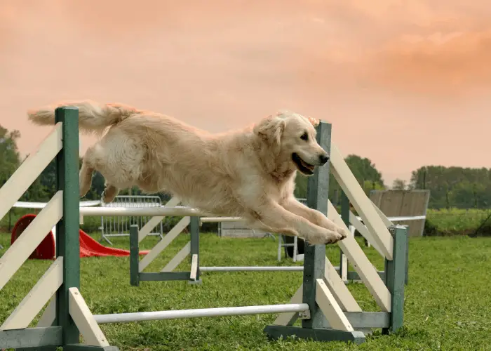 golden retriever agility training