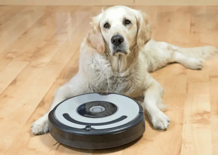 golden retriever and a robotic vacuum