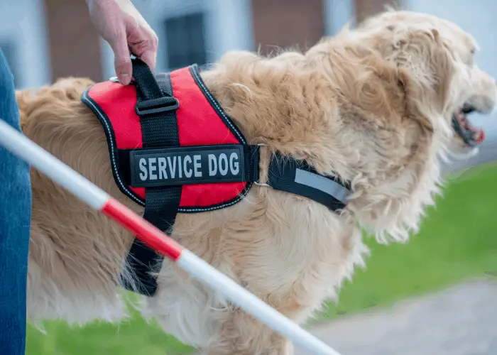 golden retriever as a service dog