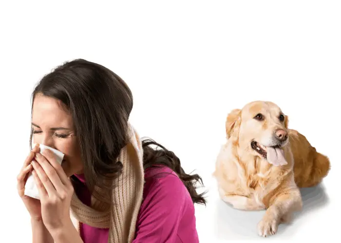 golden retriever behind a lady with allergy