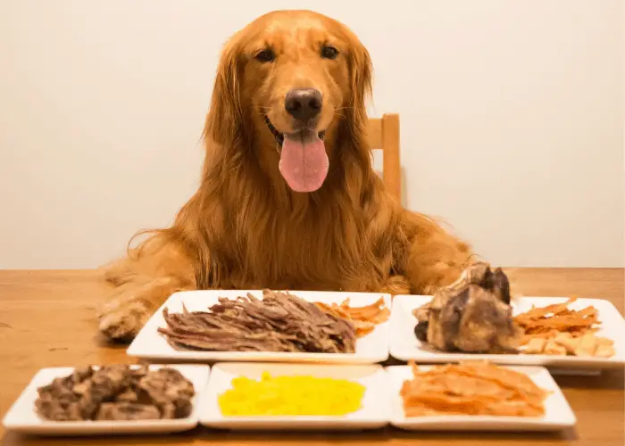 golden retriever eating a lot