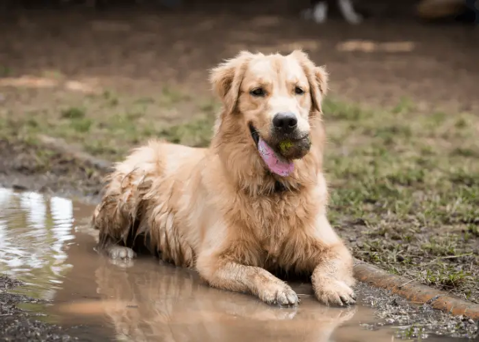 golden retriever in the mud