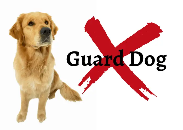 golden retriever is not a guard dog