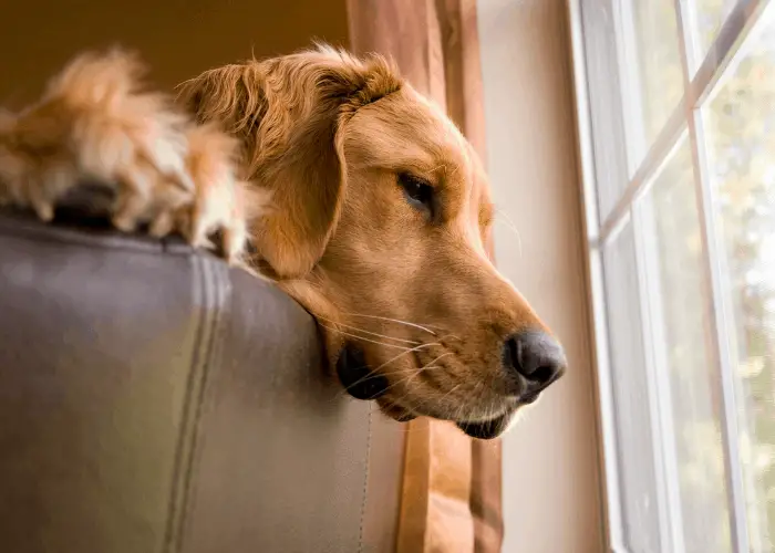 golden retriever looking through the window