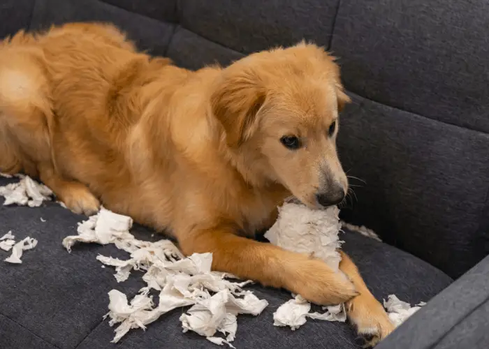 golden retriever made a mess on the sofa