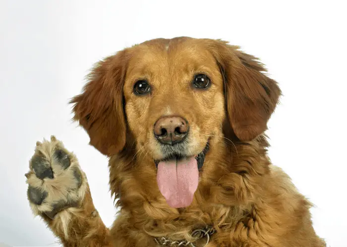 golden retriever pawing