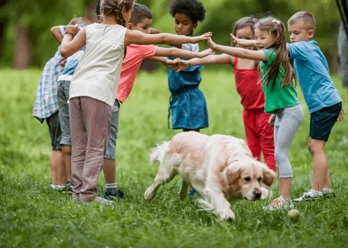 golden retriever playing with kids