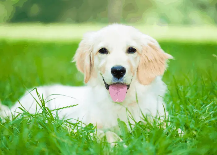 golden retriever puppy lying on the lawn