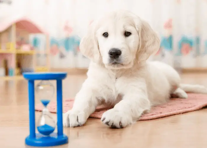 golden retriever looking through the window