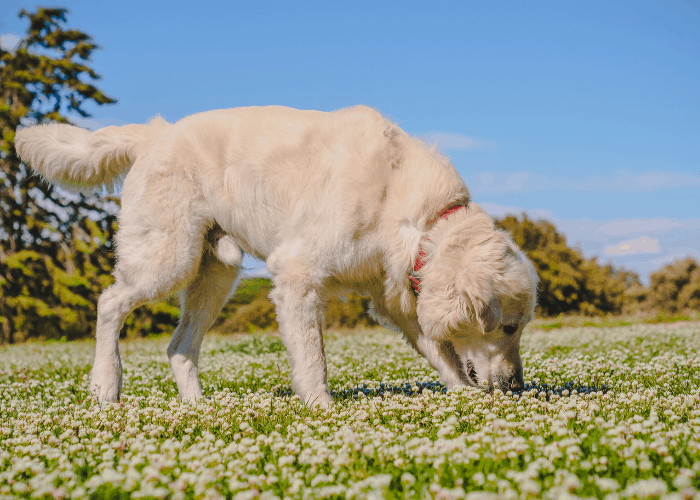 golden retriever sniffing small flowers