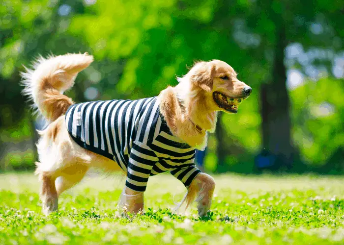 golden retriever with a shirt walking on the lawn