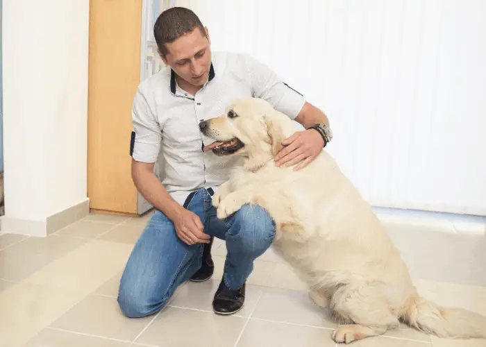 golden retriever with owner at home