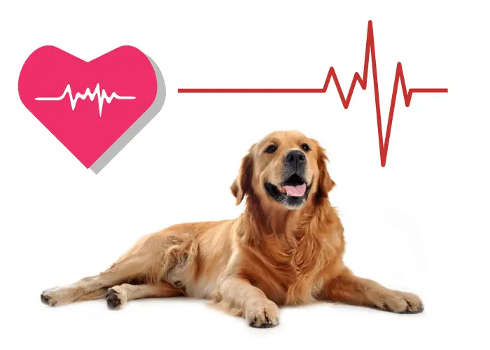  golden retriever with red heart and heartbeat