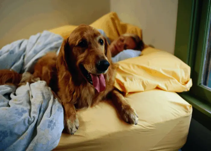 golden retriever with sleeping owner