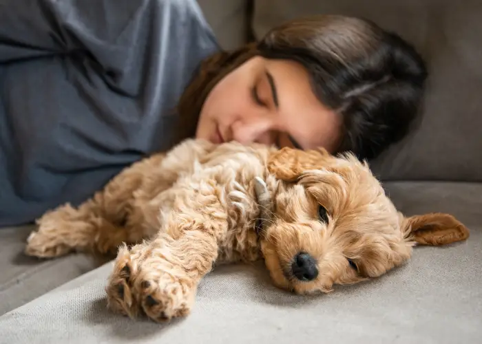goldendoodle puppy sleeping with owner