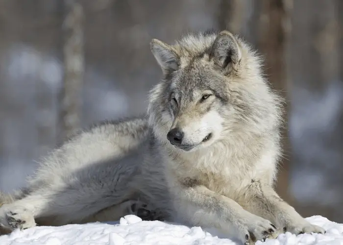 gray wolf lying on the snow