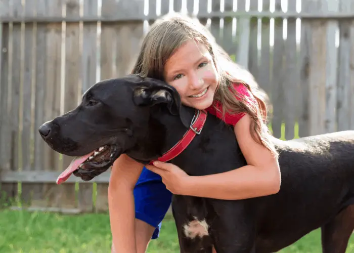 great dane being hugged by a young girl
