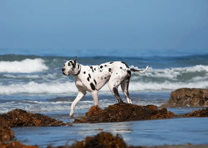 great dane on the beach