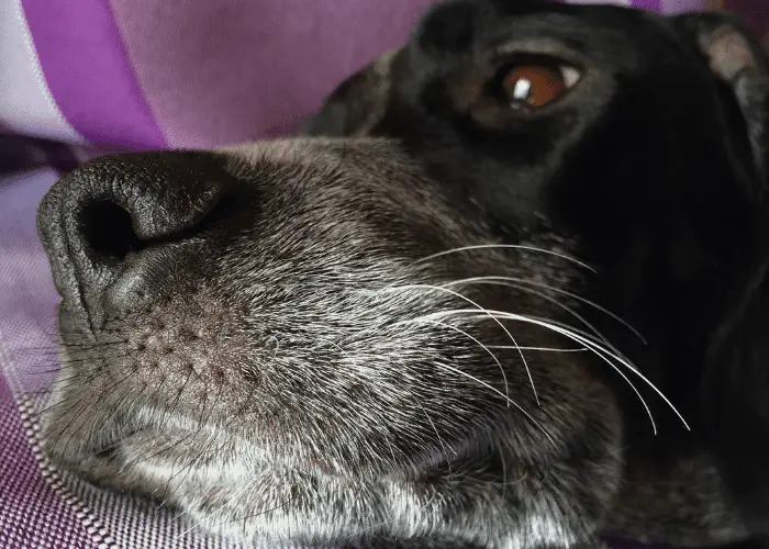 great dane showing its whiskers