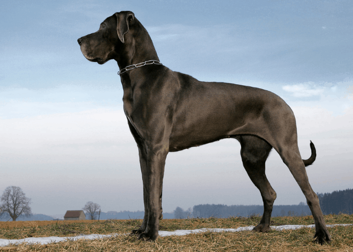 great dane standing side view