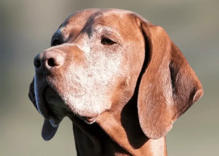 great dane with shaved whiskers