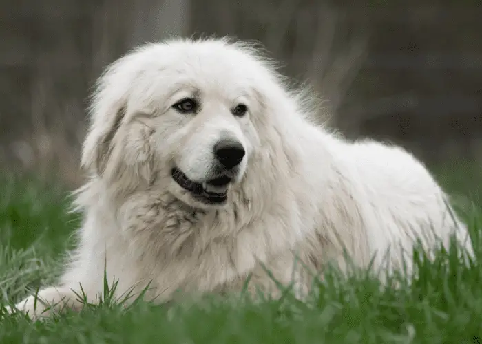 great pyrenees lying on the lawn