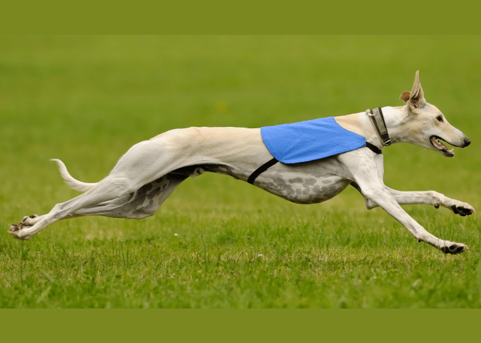 greyhound running fast on the lawn