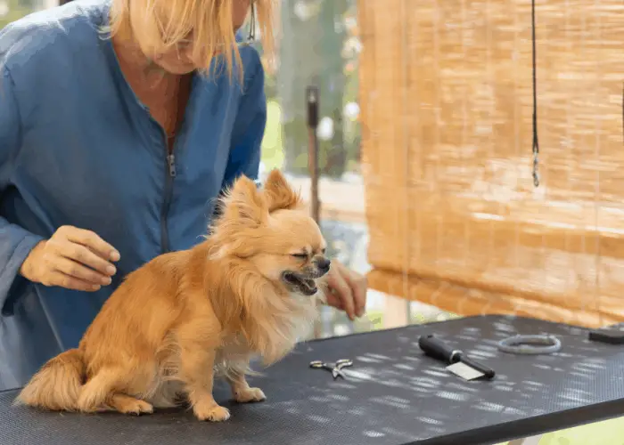 grooming a chiwawa