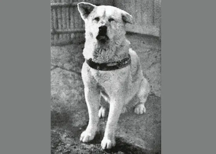 hachi vintage photo