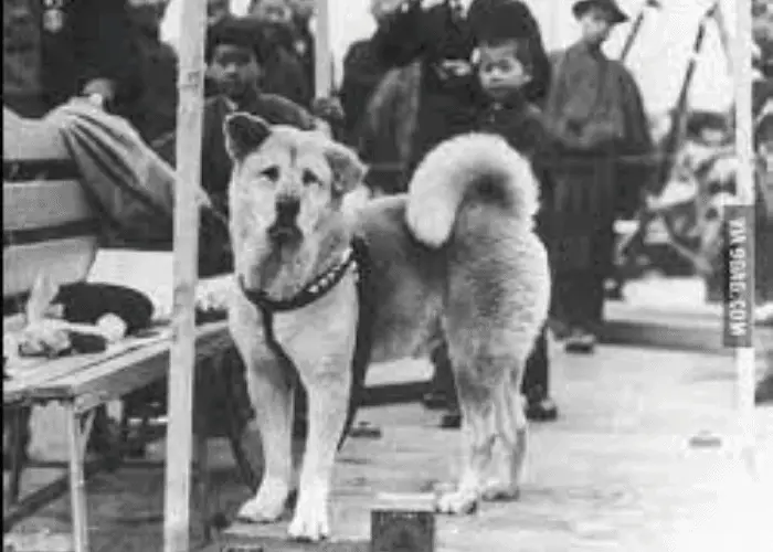 hachiko at the train station