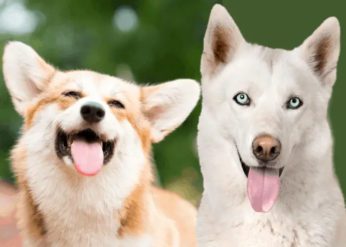 happy corgi and white husky 