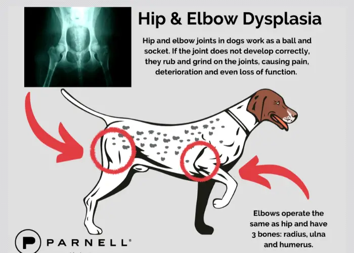 hip and elbow dysplasia in dogs