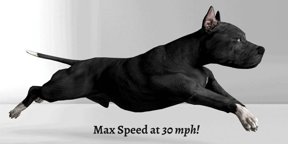 how fast can a pitbull run featured image