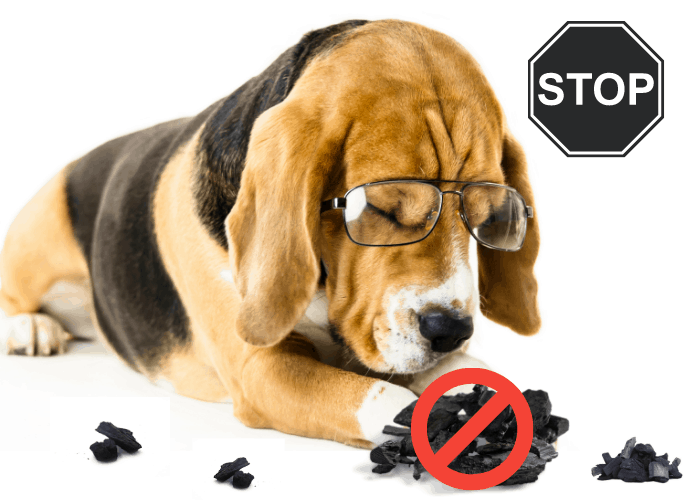 how to stop your dog from eating charcoal image