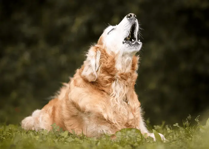 howling golden retriever