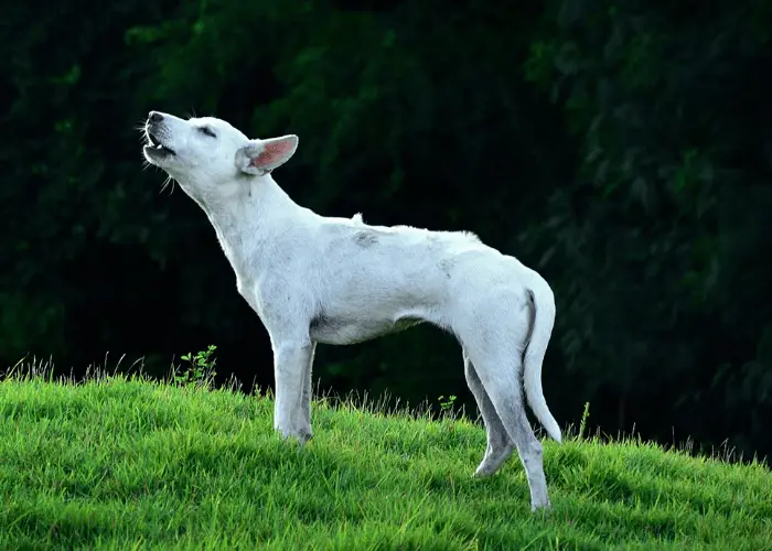 howling white dog on the lawn