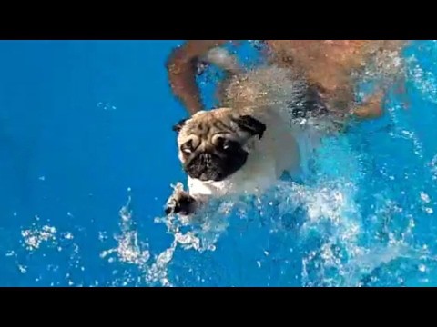 can a pug swim