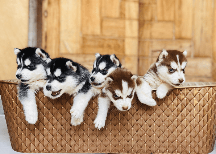 husky puppies in the basket